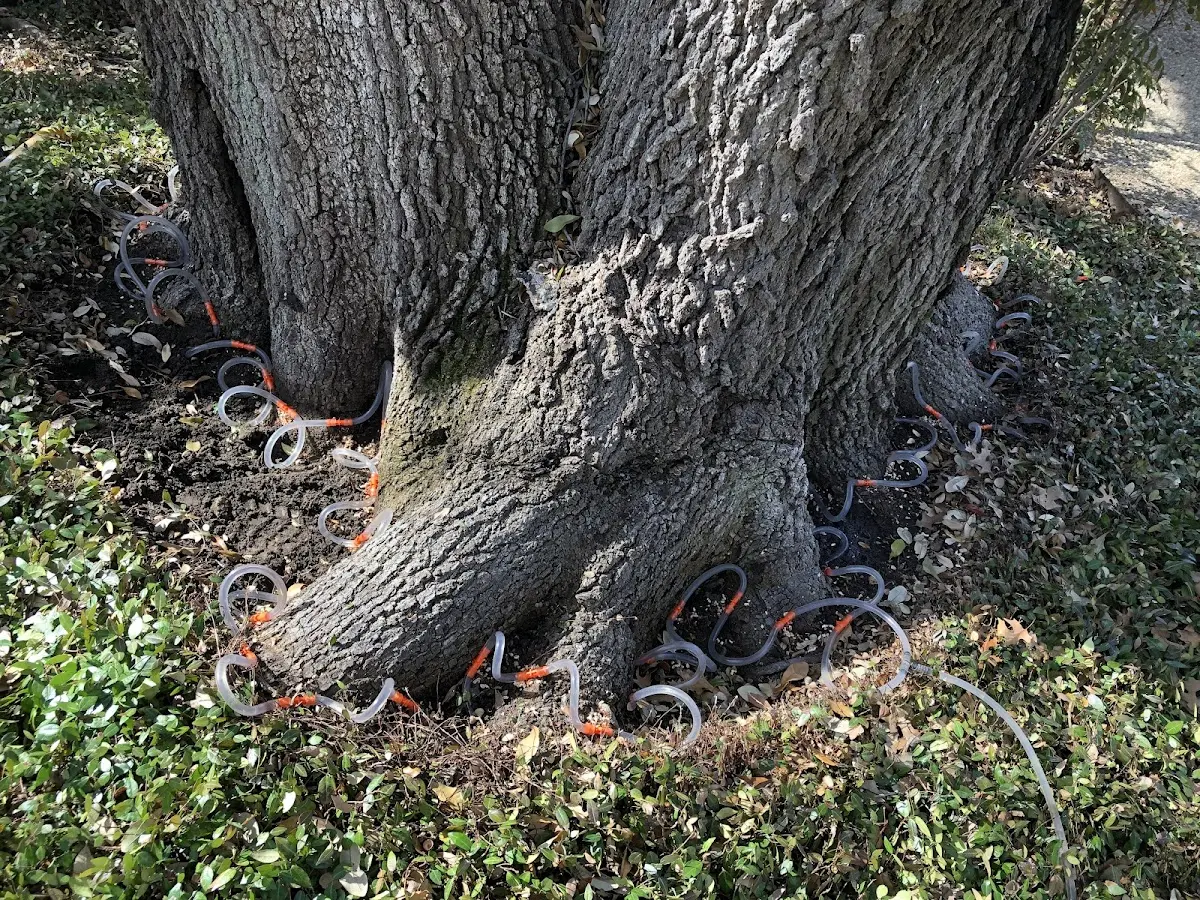 Detailed Shrub and Hedge Trimming job site in Shamrock