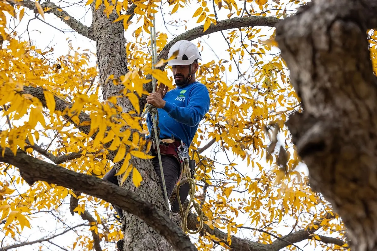 Skilled Emergency Tree Service crew working in Shamrock