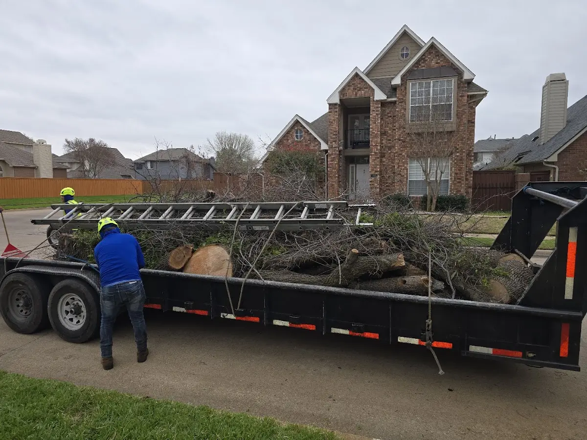 Expert Tree Removal with proper safety equipment in Shamrock